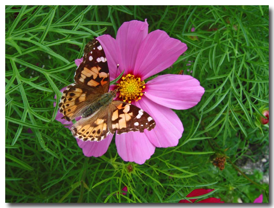 lepidotteri delle vacanze - Vanessa cardui